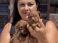 Ufacık Kore Poodle Yavrularım