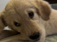 Golden Retriever Luna Kızımızı Sahiplendiriyoruz