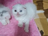 Küçük scottish fold minnoşum