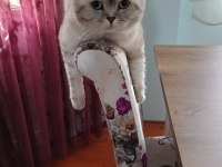Ücretsiz Scottish Fold 4 Yaşında