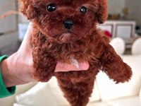 Mini boy xs ırk ve sağlık garantili kore poodle bebekler