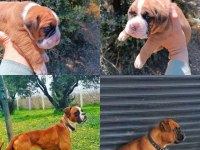 Orijinal Boxer Yavruları