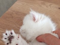 Kedimiz yurtdışındandır petshopcular ulaşmasın
