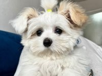 Kar Topu Gibi Eğitimli Yavru Köpekler
