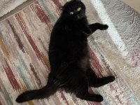 Sevimli 2 Yaşında Erkek British Shorthair