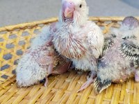 Jumbo yavru muhabbet kuşları 20 günlük