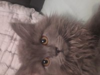 British longhair