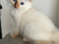 Safkan ragdoll yavruları soyu şampiyonlara dayanıyor
