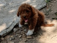 3 aylık maltipoo erkek bebek