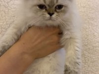 KEDİMİZ MATMAZEL YENİ YUVASINI ARIYOR