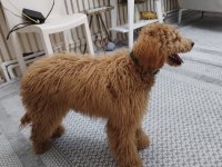 Sevecen güzel köpeğimiz
