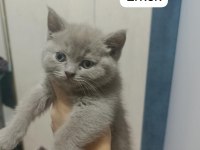 Scottish fold 55 günlük kediler