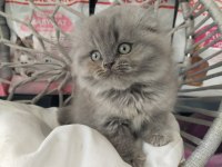 Scottish fold longhair prenses