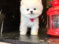 KAR BEYAZ POMERANİAN BOO YAVRUSU