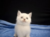 Blue point british shorthair