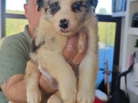 Muhteşem Orjinal Border Collie Yavrularımız