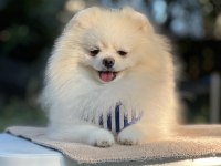 Kutup ayısı pomeranian boo