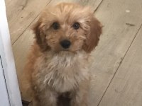 Tuvalet Eğitimli Maltipoo
