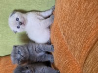 A kalite scottish fold yavrular