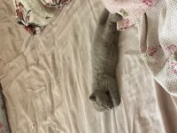 2 aylık scottish fold