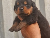 Macar kafa rottweiler yavrularım