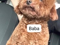 1 erkek ve 1 dişi Teacup - Kore Poodle