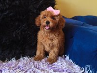 Dişi Toy Poodle Bebeğimiz