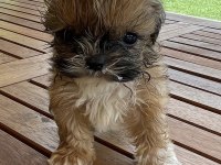 Shih-tzu 81 ile gönderim mevcuttur