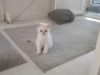 Minik scottish kedilerim