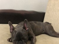 8 aylık dişi french bulldog