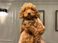 A Plus Poodle Yavrular