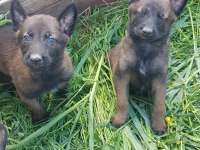 Malinois enerji ve heyecan