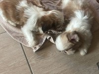 Shih Tzu Yavrularımız Yeni Ailesini Arıyor