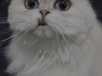 Kedimize acil yuva aranıyor