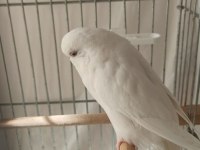 2 yaşında muhabbet kuşumuz inci