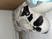 Bulldog cinsi yavrumuza yuva