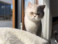 Yetişkin british shorthair dişi