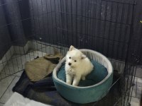 Pomeranian 3 aylık Erkek Acil sahiplendirilecektir