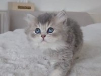 British Longhair 55 Günlük