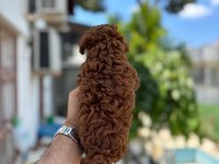 Kg garantili A kalite lekesiz poodle yavrularımız