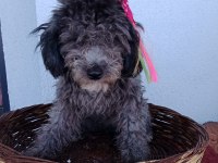 Toy poodle bebeklerimiz yeni yuvasını arıyor Tekirdağ