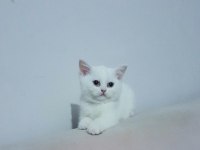 Müthiş safkan british shorthair yavrular
