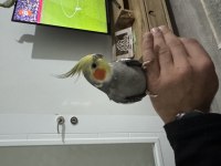 Evcil Konuşan Sultan Papağanı
