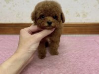 Toy Poodle Yavru