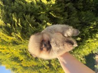 Pomeranian boo yavrularımız