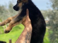 Showline Alman çoban köpeği