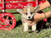 Corgi bebeklerimiz güzellikleri ile hayran bırakıyor