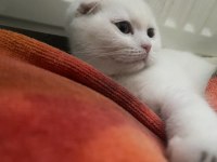 Beyaz scottish fold