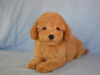 BÖYLE MALTİPOO GÖRMEDİNİZ