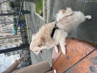 Pomeranian spitz ücretsiz yavruları